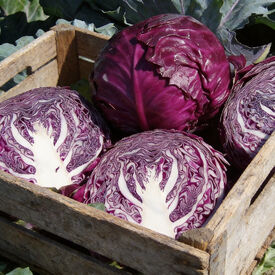 Red Jewel, (F1) Cabbage Seeds